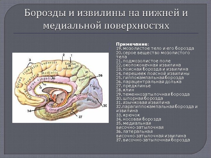  : Примечание 19.  мозолистое тело и его борозда 20.   серое