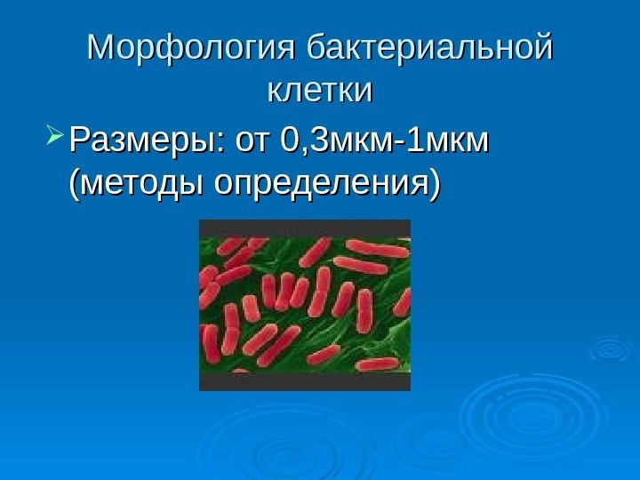 Морфология бактериальной клетки Размеры: от 0, 3 мкм-1 мкм (методы определения) 