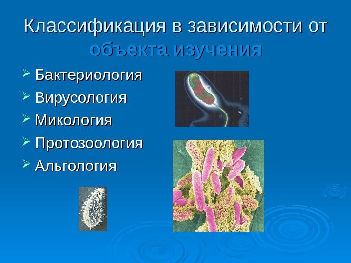 Классификация в зависимости от объекта изучения Бактериология Вирусология Микология Протозоология Альгология 