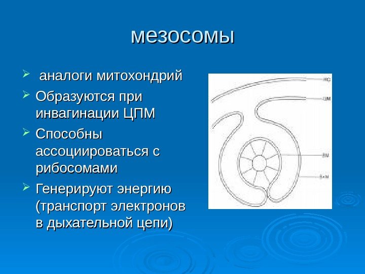 мезосомы аналоги митохондрий Образуются при инвагинации ЦПМ Способны ассоциироваться с рибосомами Генерируют энергию (транспорт