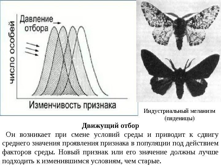 Пример движущего отбора бабочки