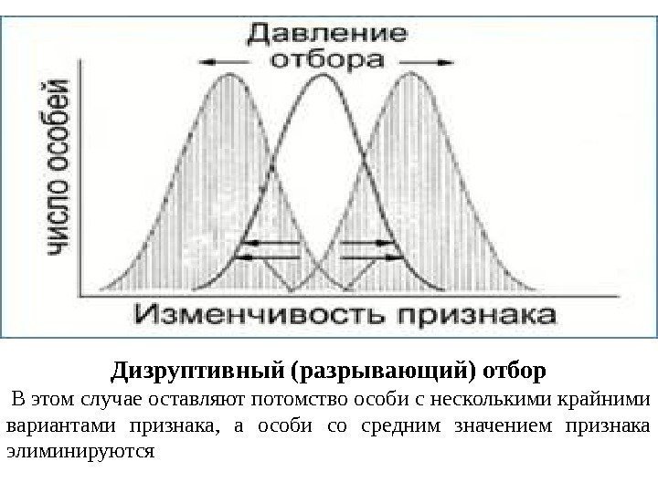 Дизруптивный (разрывающий) отбор  В этом случае оставляют потомство особи с несколькими крайними вариантами