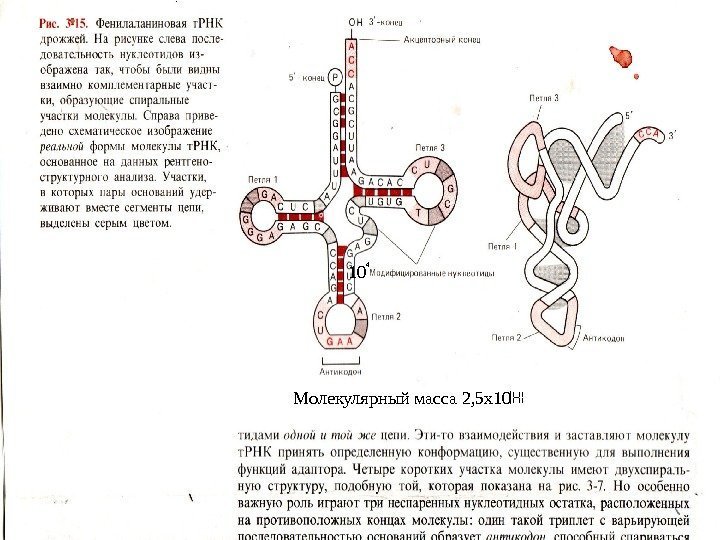 Молекулярный масса 2, 5 х10 104 