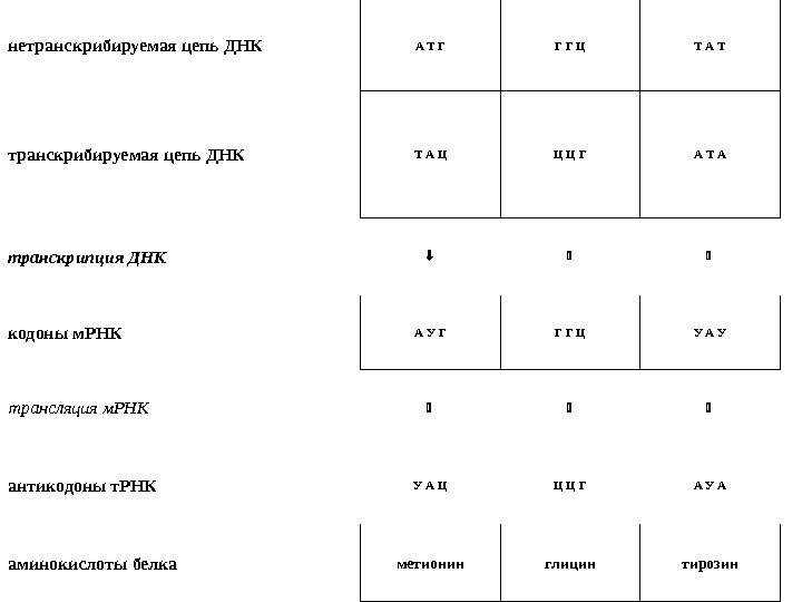 Таблица цепей днк. Нетранскрибируемые участки ДНК. Нетранскрибируемая цепь ДНК. Нетранскрибируемой. Нетранскрибируемые участки на ДНК ядрышек называются.