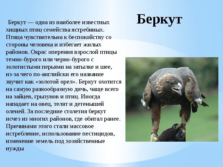Беркут — одна из наиболее известных хищных птиц семейства ястребиных.  Птица чувствительна к