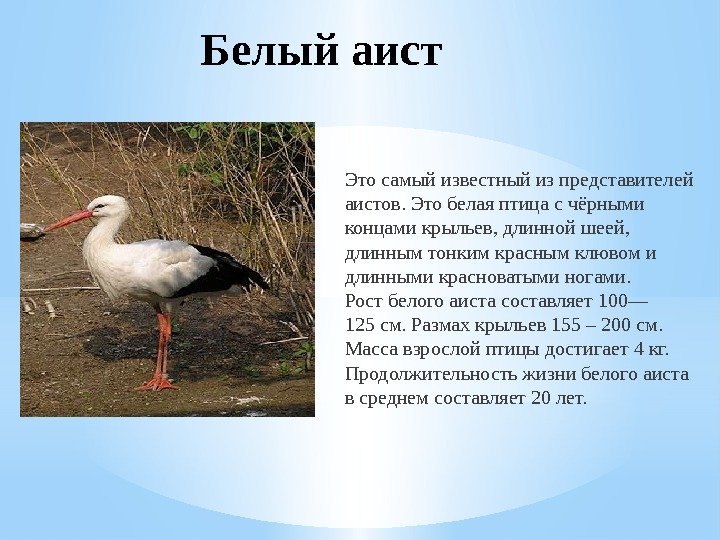 Белый аист Это самый известный из представителей аистов. Это белая птица с чёрными концами