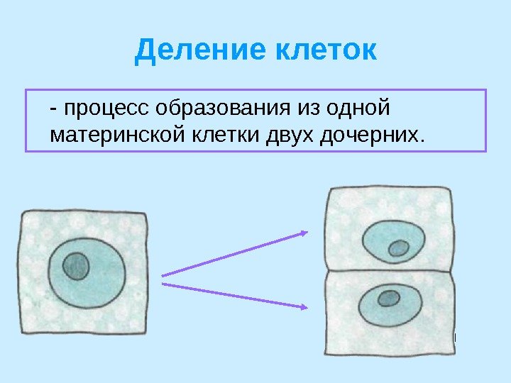 Деление клеток - процесс образования из одной материнской клетки двух дочерних. 