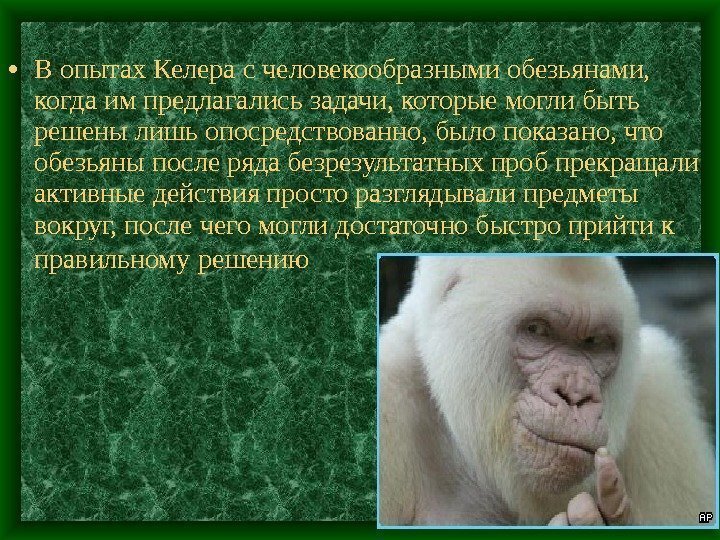  • В опытах Келера с человекообразными обезьянами,  когда им предлагались задачи, которые