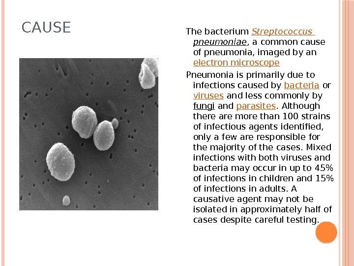 CAUSE The bacterium Streptococcus pneumoniae , a common cause of pneumonia, imaged by an
