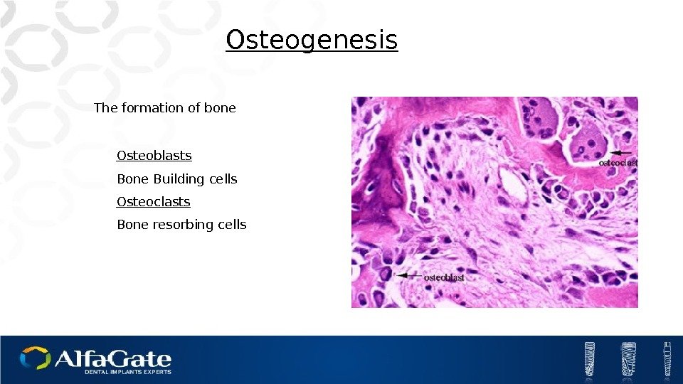 Osteoblasts Bone Building cells Osteoclasts Bone resorbing cells Osteogenesis The formation of bone 