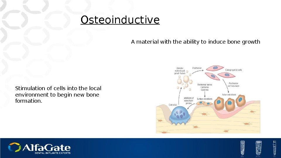Stimulation of cells into the local environment to begin new bone formation. Osteoinductive A