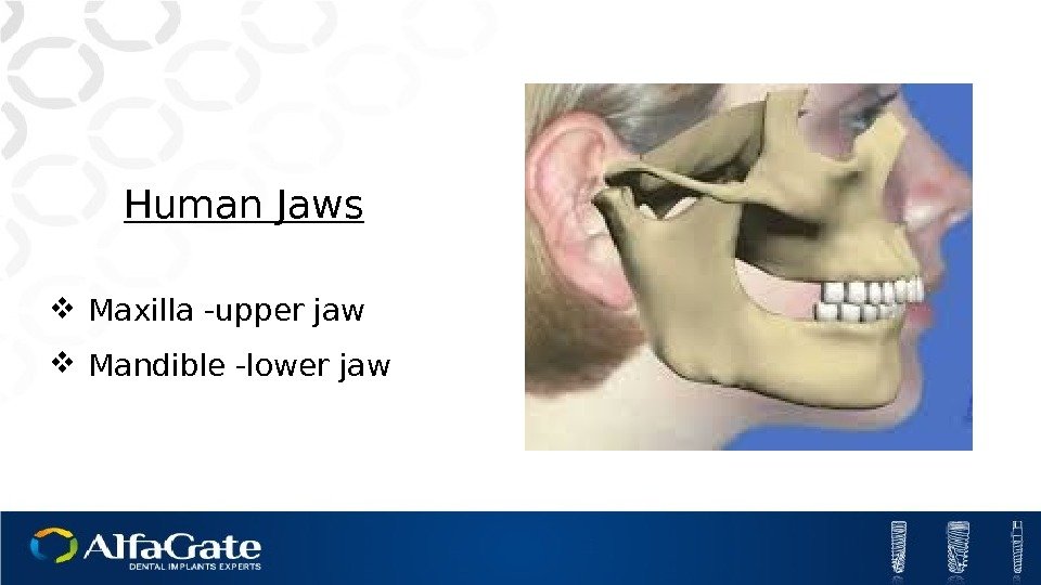 Human Jaws Maxilla -upper jaw Mandible -lower jaw 