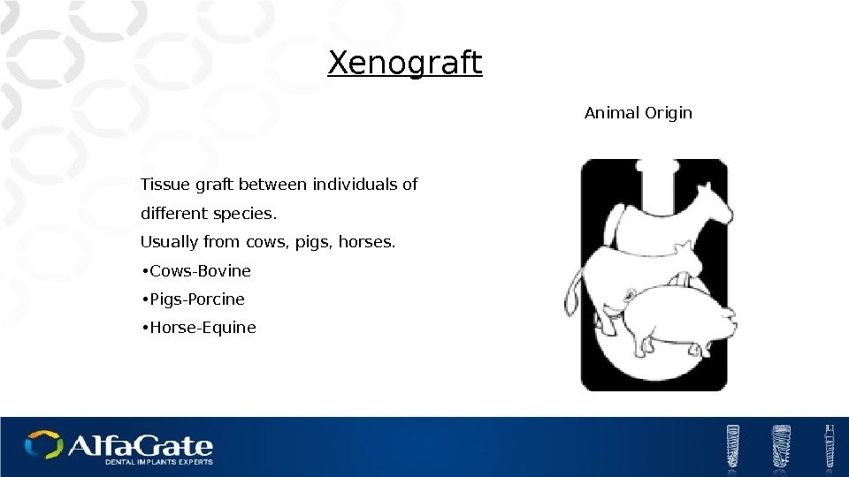 Xenograft Tissue graft between individuals of different species. Usually from cows, pigs, horses. 
