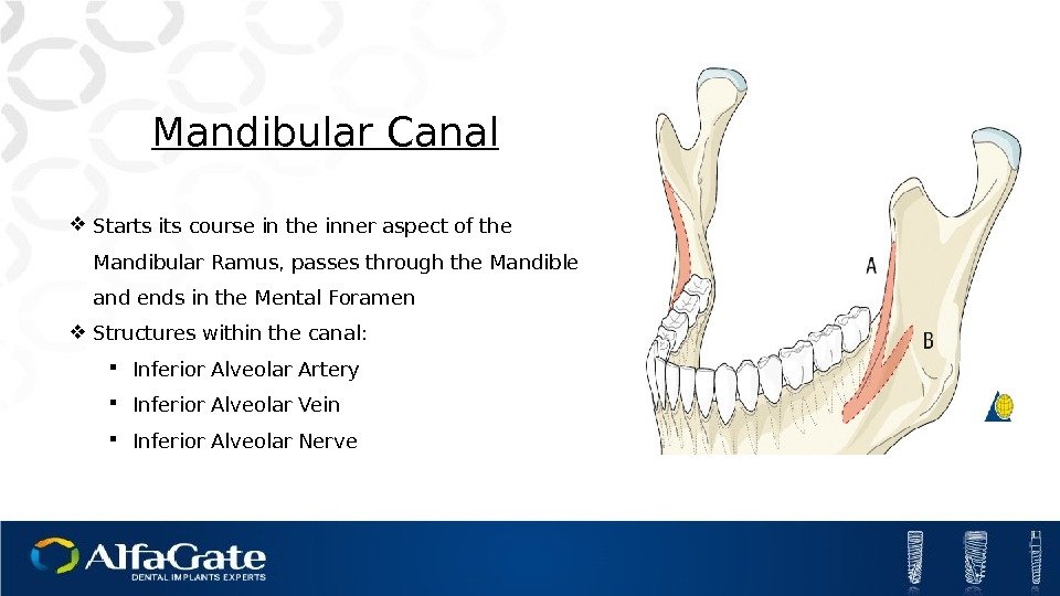 Mandibular Canal Starts its course in the inner aspect of the Mandibular Ramus, passes