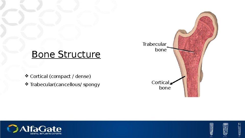 Bone Structure Cortical (compact / dense) Trabecular(cancellous/ spongy Cortical  bone. Trabecular bone 