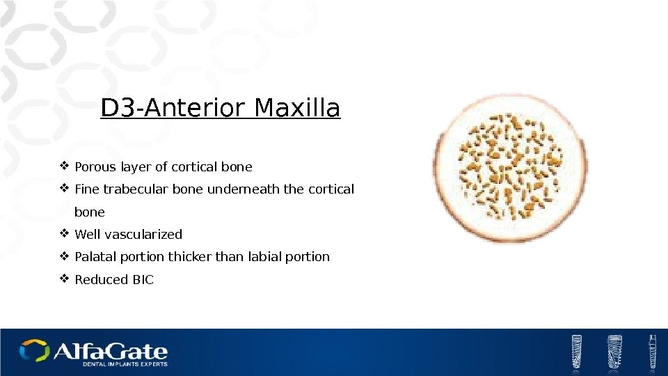 D 3 -Anterior Maxilla Porous layer of cortical bone Fine trabecular bone underneath the