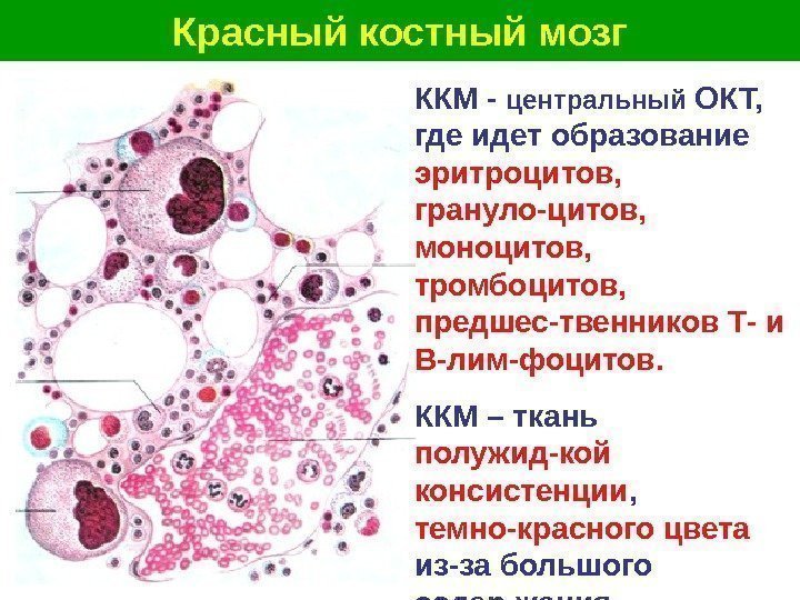   Красный костный мозг ККМ - центральный ОКТ,  где идет образование 