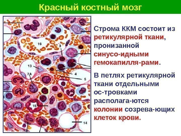   Красный костный мозг Строма ККМ состоит из ретикулярной ткани ,  пронизанной