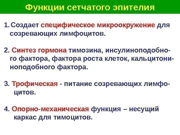   Функции сетчатого эпителия 1. Создает специфическое микроокружение для созревающих лимфоцитов. 2. 