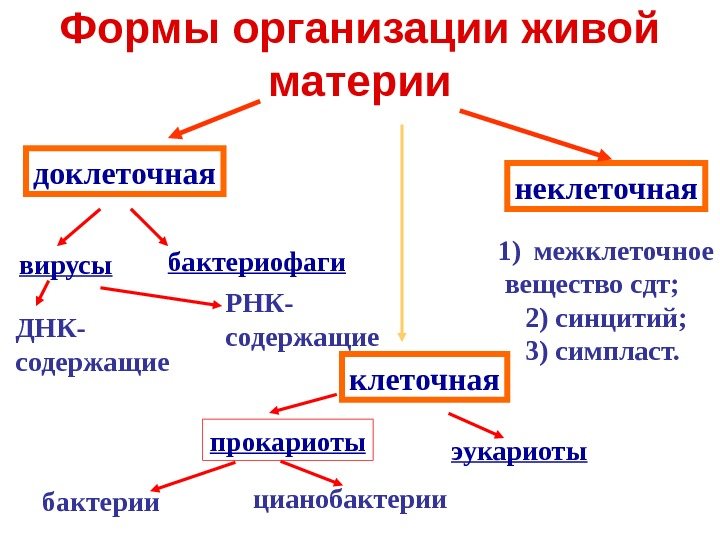 Формы организации живой материи доклеточная неклеточная вирусы бактериофаги ДНК- содержащие РНК- содержащие прокариоты эукариоты