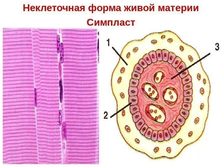 Неклеточная форма живой материи Симпласт 