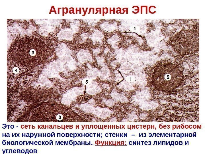 Агранулярная ЭПС Это - сеть канальцев и уплощенных цистерн,  без рибосом  на