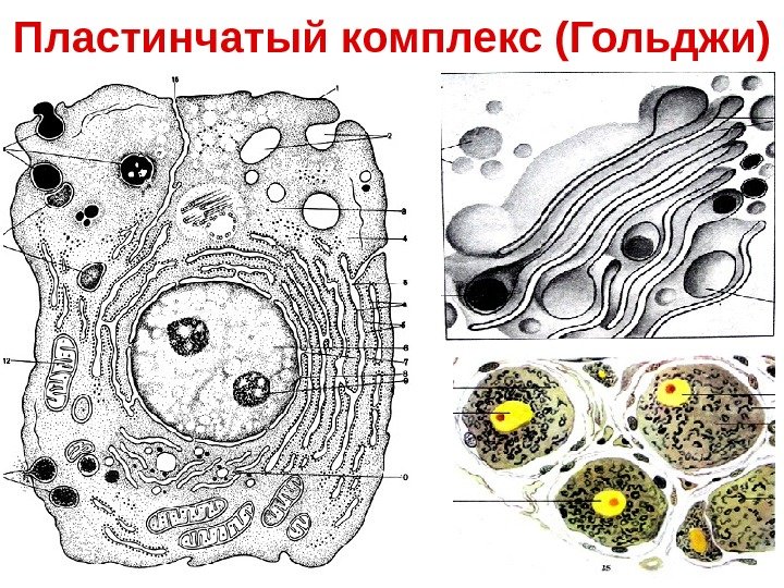 Пластинчатый комплекс (Гольджи) 