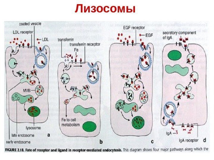 В лизосомах происходят реакции. Виды лизосом. Классификация лизосом. Лизосомы их классификация. Лизосомы первичные вторичные и третичные.