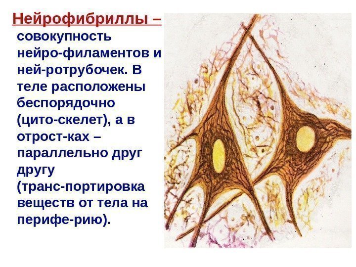   Нейрофибриллы –  совокупность нейро-филаментов и ней-ротрубочек. В теле расположены беспорядочно (цито-скелет),