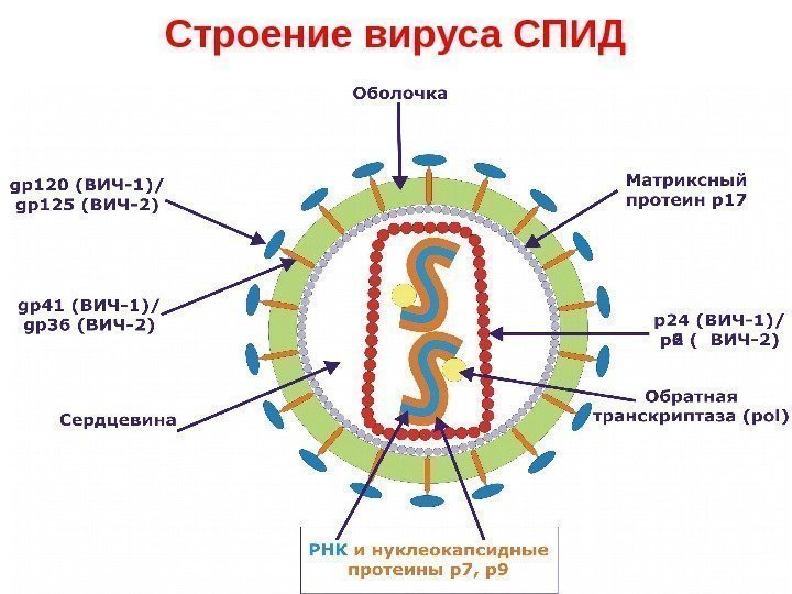 Строение вируса СПИД 