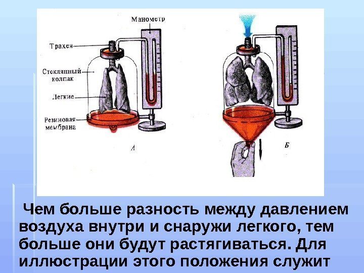 Модель физиолога дондерса