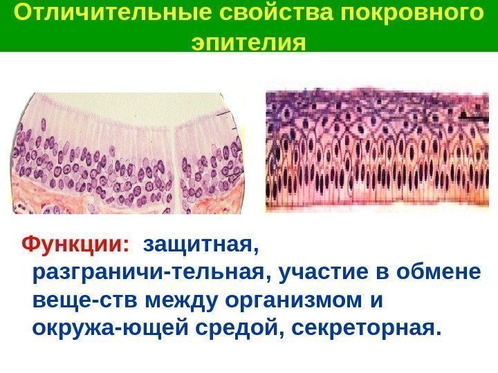 Эпителиальная ткань функции. Эпителиальная секреторная ткань. Защитная функция эпителиальной ткани. Функции эпителиальной ткани. Покровная функция эпителиальной ткани.