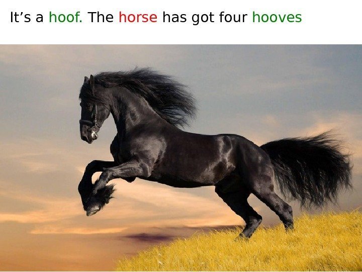 It’s a hoof.  The horse has got four hooves 