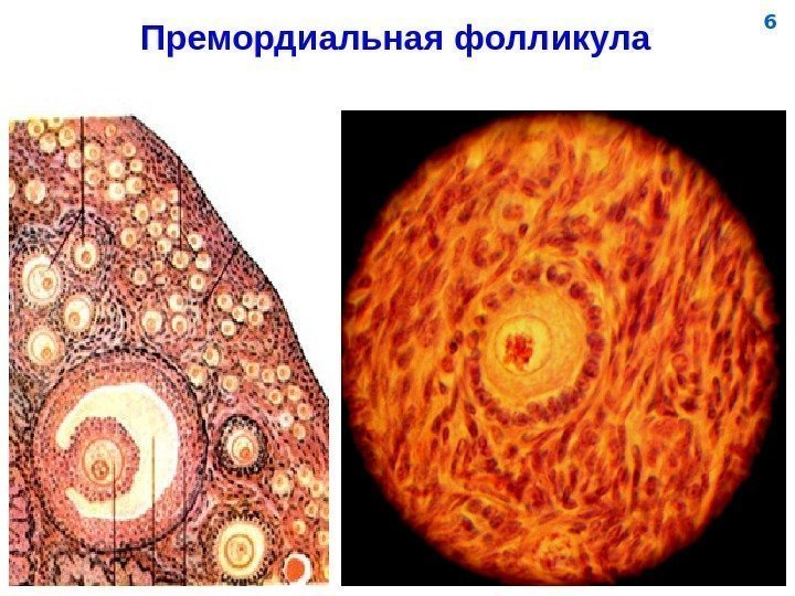 Женская половая система картинка