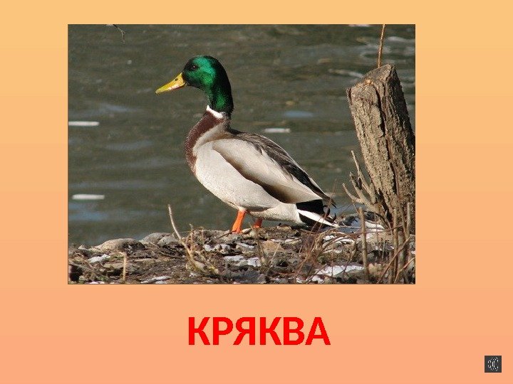 КРЯКВА 