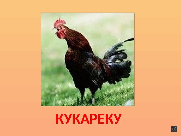 КУКАРЕКУ 