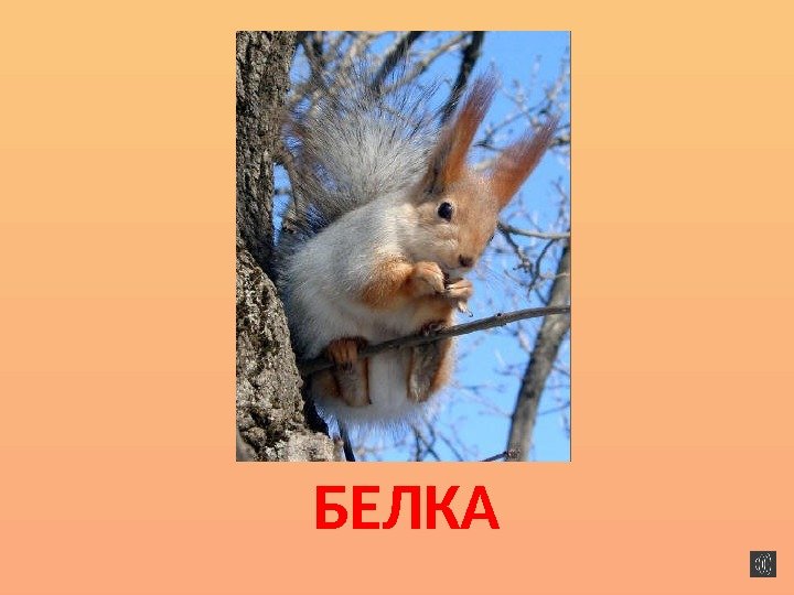 БЕЛКА 