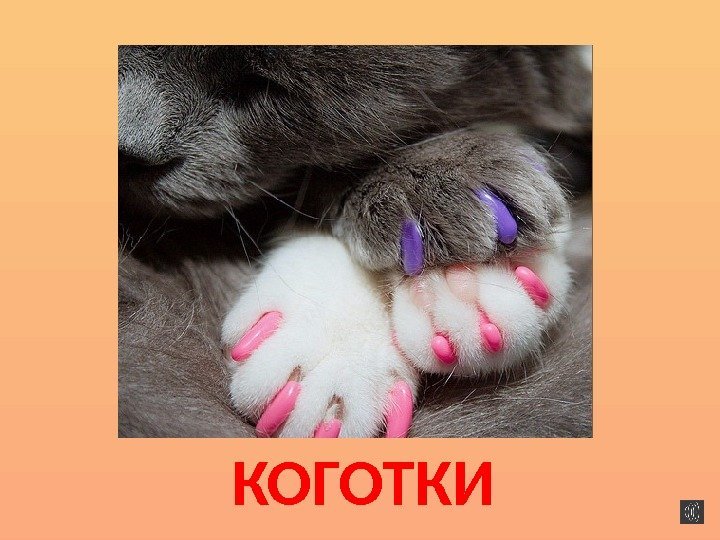 КОГОТКИ 