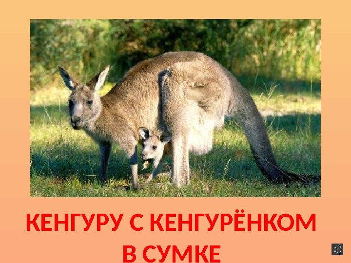 КЕНГУРУ С КЕНГУРЁНКОМ В СУМКЕ 