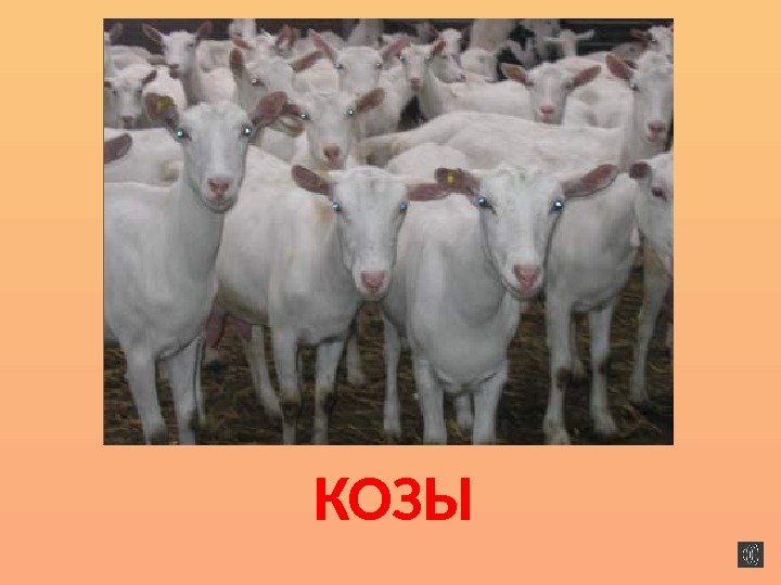 КОЗЫ 