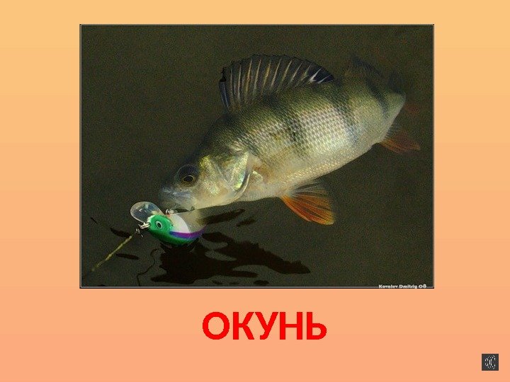 ОКУНЬ 