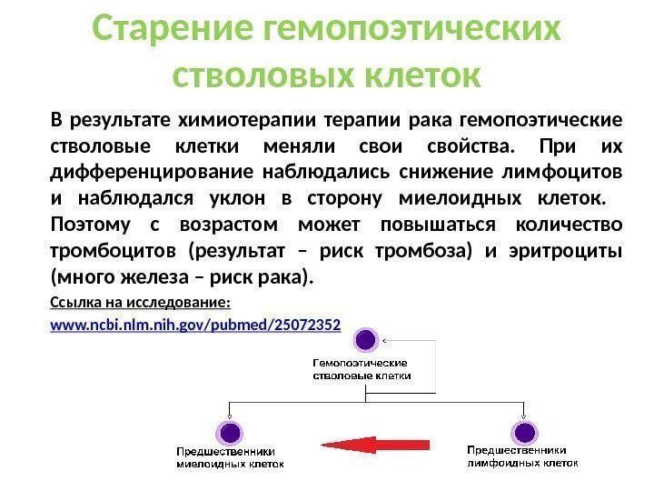 В результате химиотерапии рака гемопоэтические стволовые клетки меняли свойства.  При их дифференцирование наблюдались