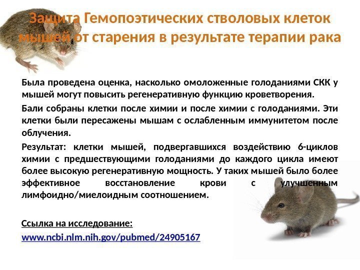 Была проведена оценка,  насколько омоложенные голоданиями СКК у мышей могут повысить регенеративную функцию