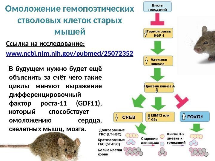 Омоложение гемопоэтических стволовых клеток старых мышей Ссылка на исследование: www. ncbi. nlm. nih. gov/pubmed/25072352