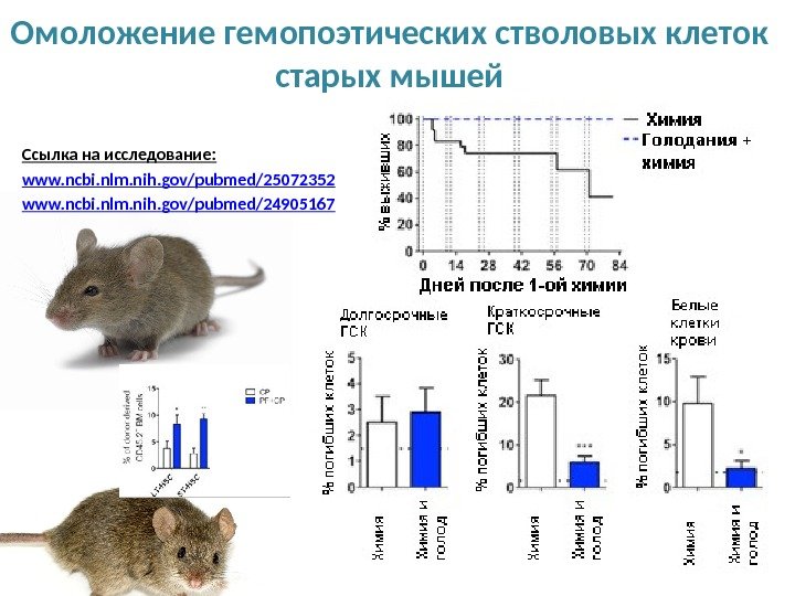 Омоложение гемопоэтических стволовых клеток старых мышей Ссылка на исследование: www. ncbi. nlm. nih. gov/pubmed/25072352