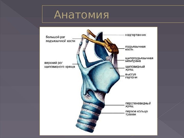 Анатомия 