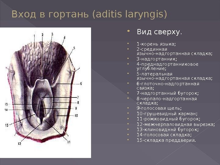 Вход в гортань (aditis laryngis) Вид сверху.  1 -корень языка;  2 -срединная