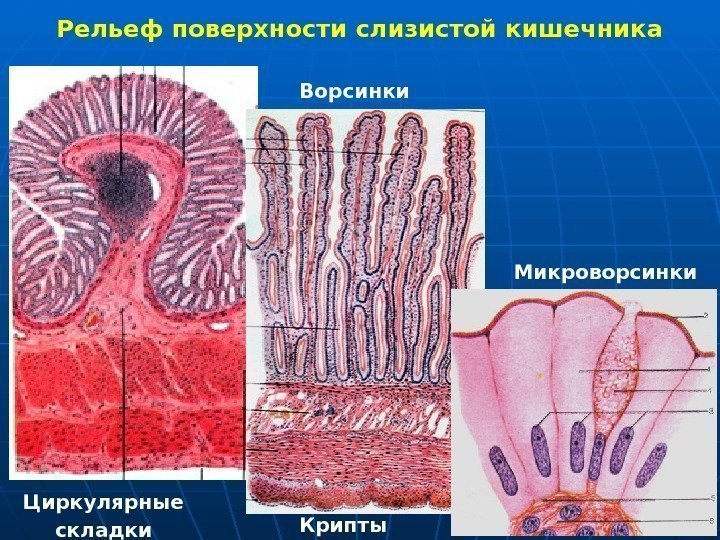   Рельеф поверхности слизистой кишечника Циркулярные складки Ворсинки Крипты Микроворсинки 