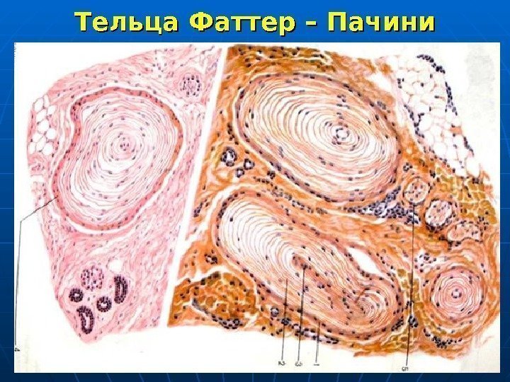   Тельца Фаттер – Пачини 