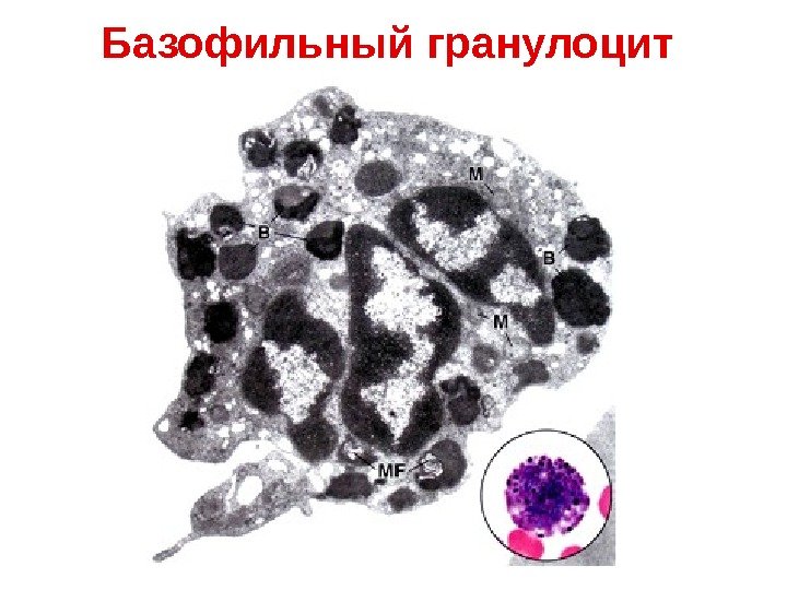   Базофильный гранулоцит  